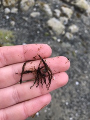 Cryptosiphonia woodii