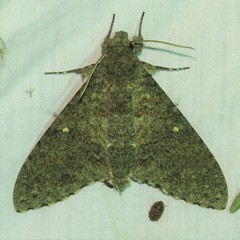 Manduca muscosa