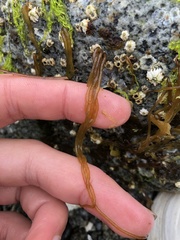 Nemalion vermiculare