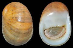 Nerita polita