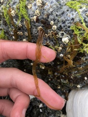 Nemalion vermiculare