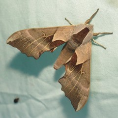 Smerinthus saliceti