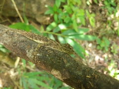 Draco maculatus