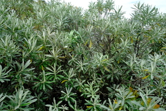 Linochilus costaricensis