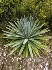 Agave macroacantha