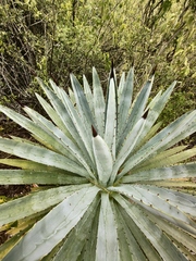 Agave macroacantha