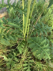 Cirsium oleraceum
