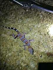 Goniurosaurus luii
