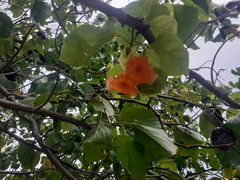Cordia subcordata