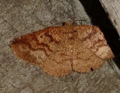 Eulepidotinae