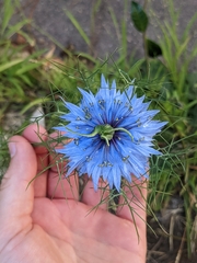 Nigella damascena