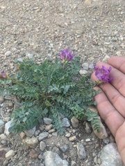 Astragalus beckwithii