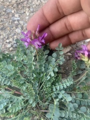 Astragalus beckwithii