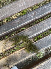 Ceratophyllum demersum