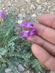 Astragalus beckwithii