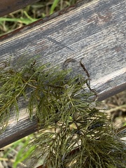 Ceratophyllum demersum
