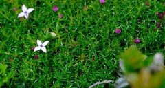 Arcytophyllum muticum
