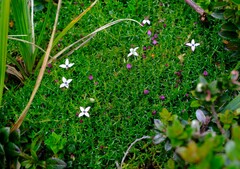 Arcytophyllum muticum