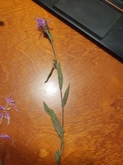 Centaurea jacea