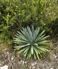Agave macroacantha