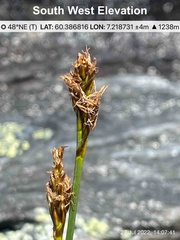 Carex simpliciuscula