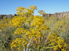Bilacunaria boissieri