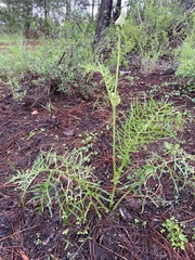 Psacalium cirsiifolium