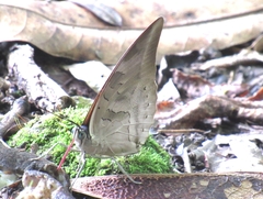 Archaeoprepona demophon centralis