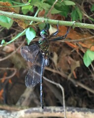 Somatochlora linearis