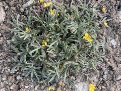 Potentilla johnstonii