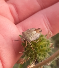 Carpocoris melanocerus