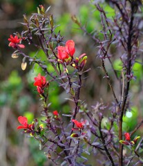 Castilleja talamancensis