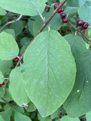 Lonicera xylosteum