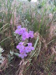 Penstemon secundiflorus