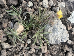 Potentilla johnstonii
