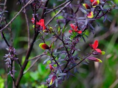 Castilleja talamancensis