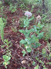 Asclepias otarioides