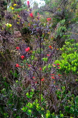 Castilleja talamancensis