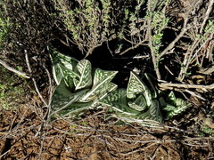 Gonialoe variegata