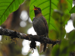 Cichlopsis leucogenys