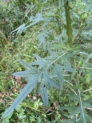 Cirsium vulgare
