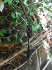 Somatochlora linearis