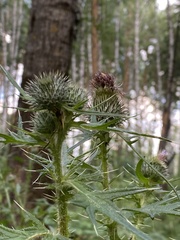 Cirsium vulgare