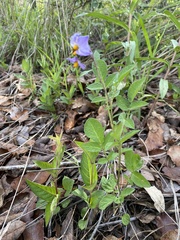 Solanum demissum
