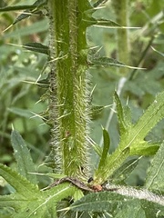 Cirsium vulgare