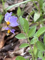 Solanum demissum