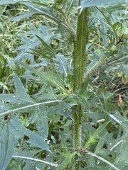 Cirsium vulgare