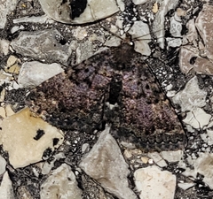 Metalectra miserulata