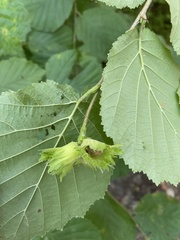 Corylus avellana