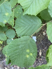Corylus avellana